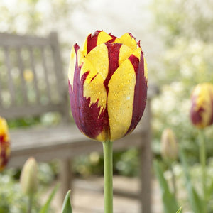 Tulipa ‘Helmar’ Triumph Tulip Bulbs – 7 Bulbs