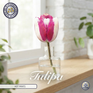 Tulipa ‘Triumph Hot Pants’ Tulip Bulbs – Pack of 10