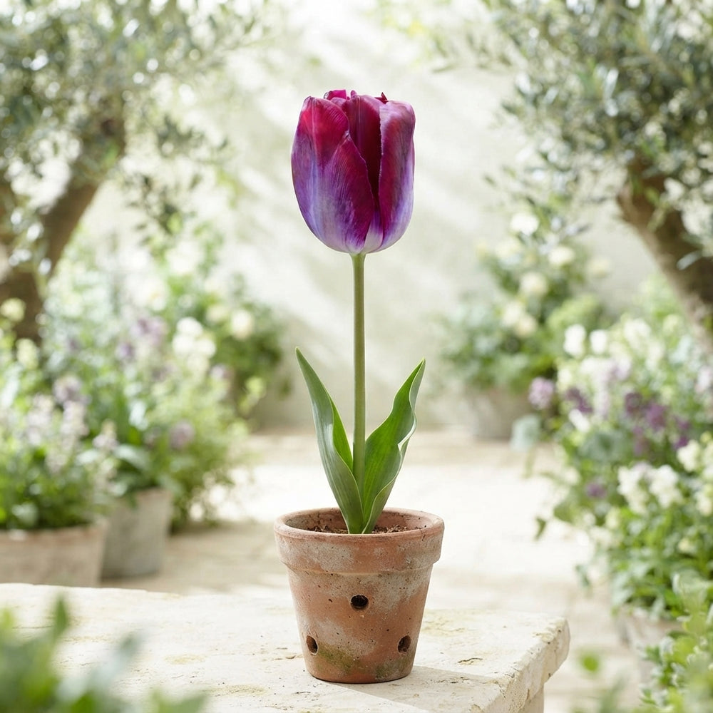 Tulipa ‘Kansas Proud’ Triumph Tulip Bulbs – 12/+