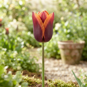 Tulipa ‘Muvota’ Triumph Tulip Bulbs – Pack of 7