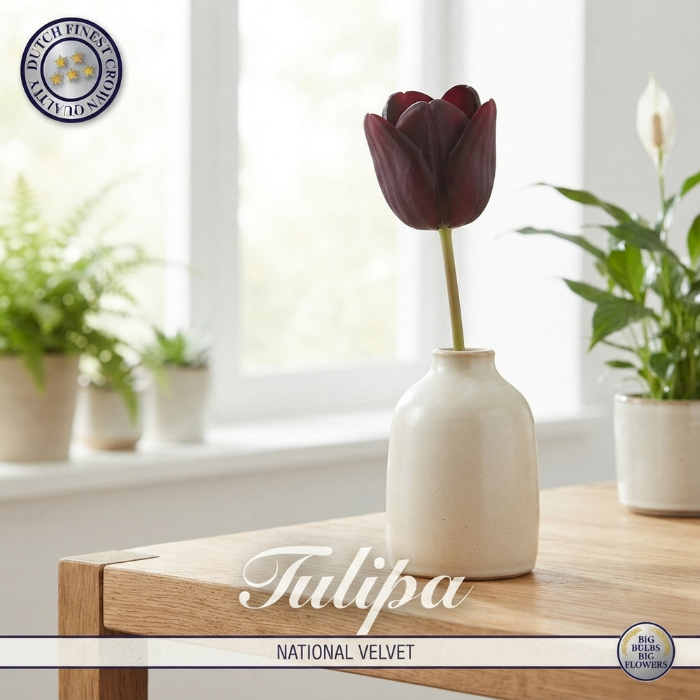 Tulipa ‘National Velvet’ Triumph Tulip Bulbs – Pack of 7