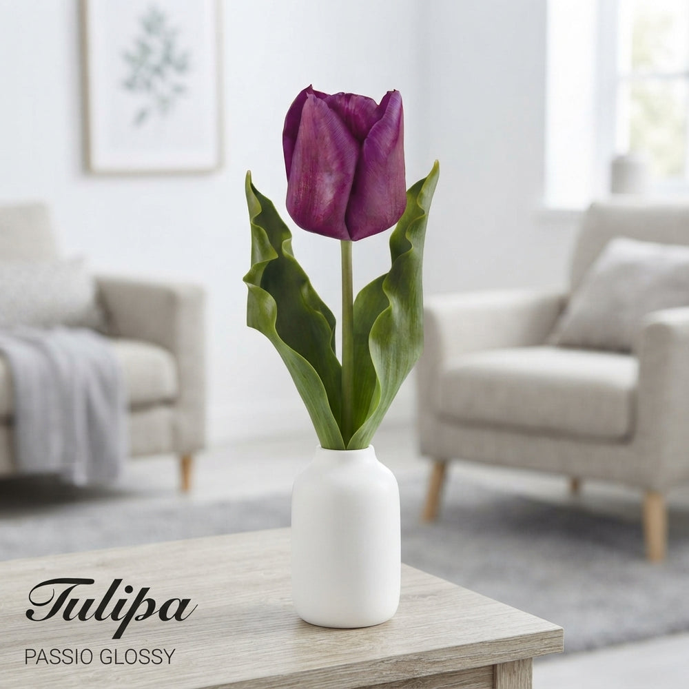 Tulipa Triumph ‘Passio Glosy’ Flower Bulbs – Pack of 7