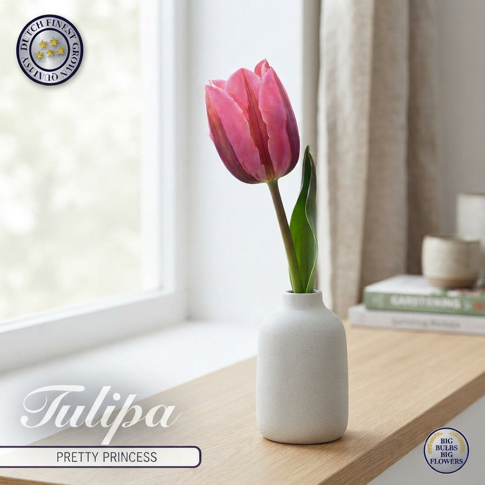 Tulipa ‘Pink Ardour’ Triumph Tulip Bulbs – 12/+
