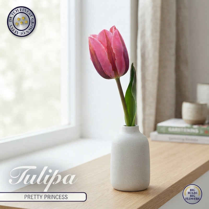 Tulipa ‘Pink Ardour’ Triumph Tulip Bulbs – 12/+