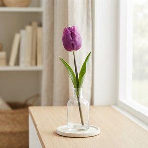 Purple Prince Triumph Tulip Bulbs – Pack of 10