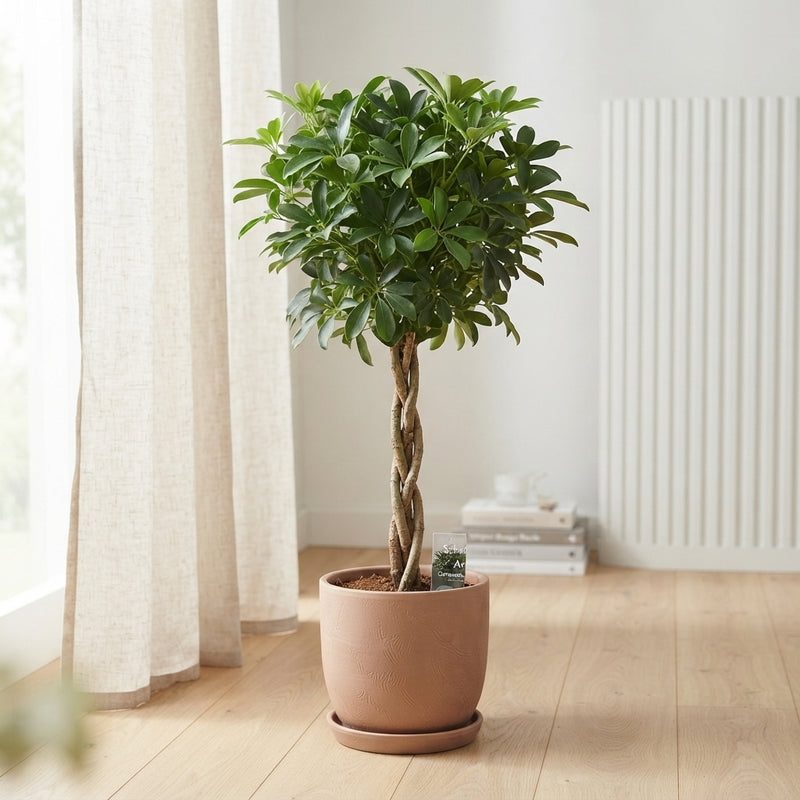 Braided Schefflera (Schefflera arboricola) – 27cm Pot, 110cm Tall