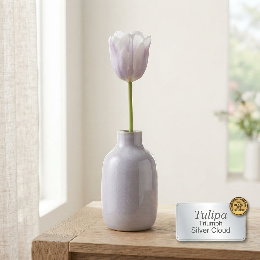 Tulipa Triumph ‘Silver Cloud’ Flower Bulbs – Pack of 5