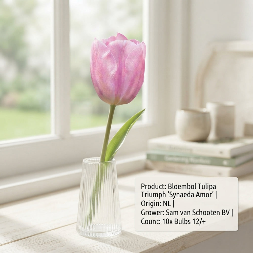 Tulipa ‘Synaeda Amor’ Triumph Tulip Bulbs – 12/+