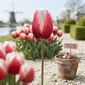 Tulipa Triumph ‘Timeless’ Flower Bulbs – 7 Bulbs