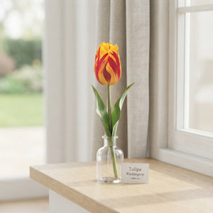 Tulip ‘Washington’ Triumph Bulbs – 12/+ Size