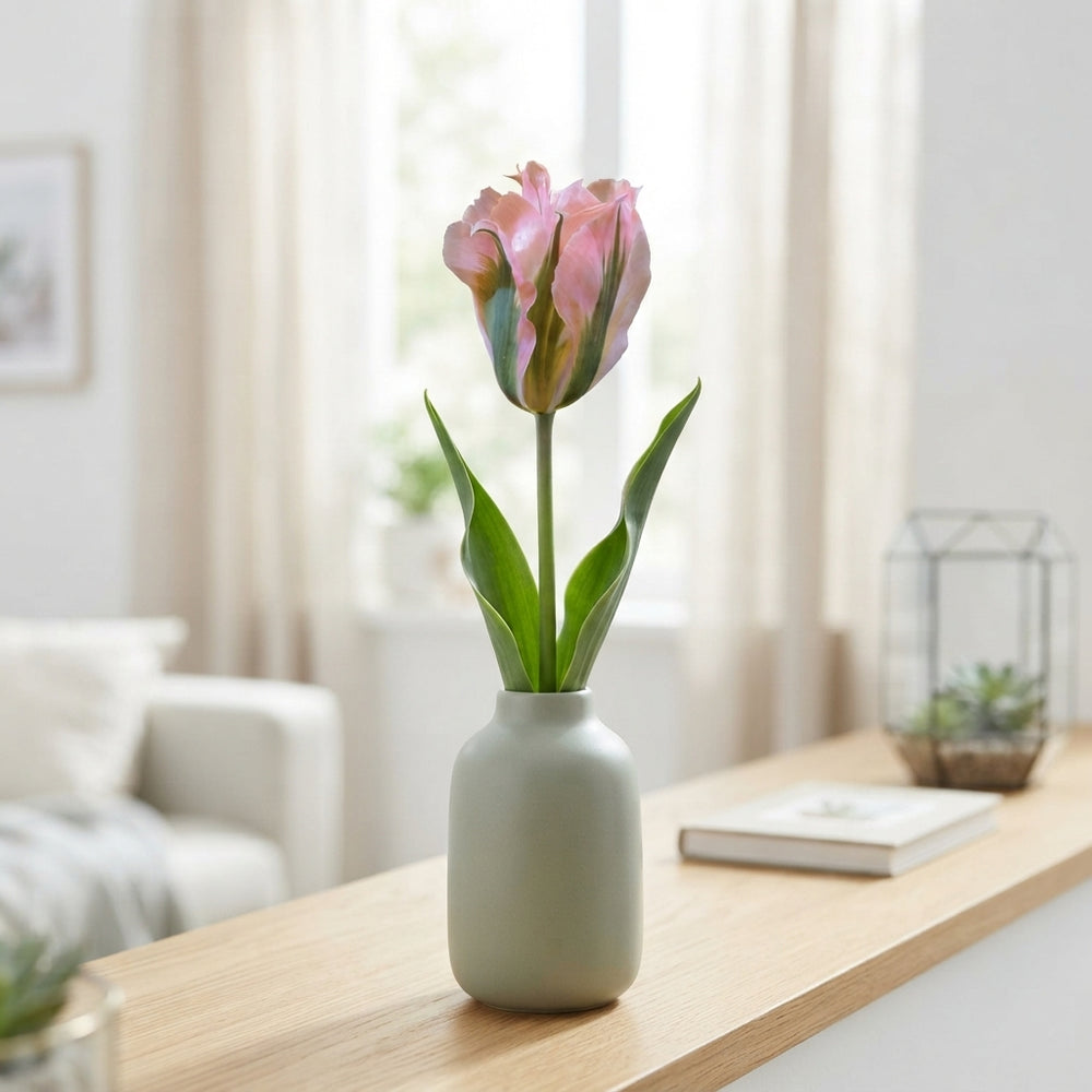 Tulipa 'China Town' Viridiflora Tulip Bulbs – 7 Bulbs