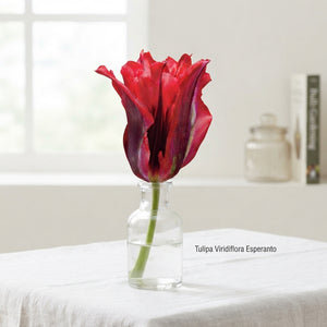 Tulipa Viridiflora ‘Esperanto’ Flower Bulbs – Pack of 7