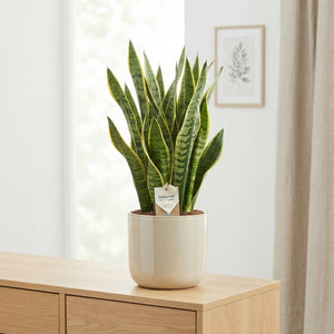 Snake Plant (Sansevieria trifasciata) – 30cm Pot, 95cm High