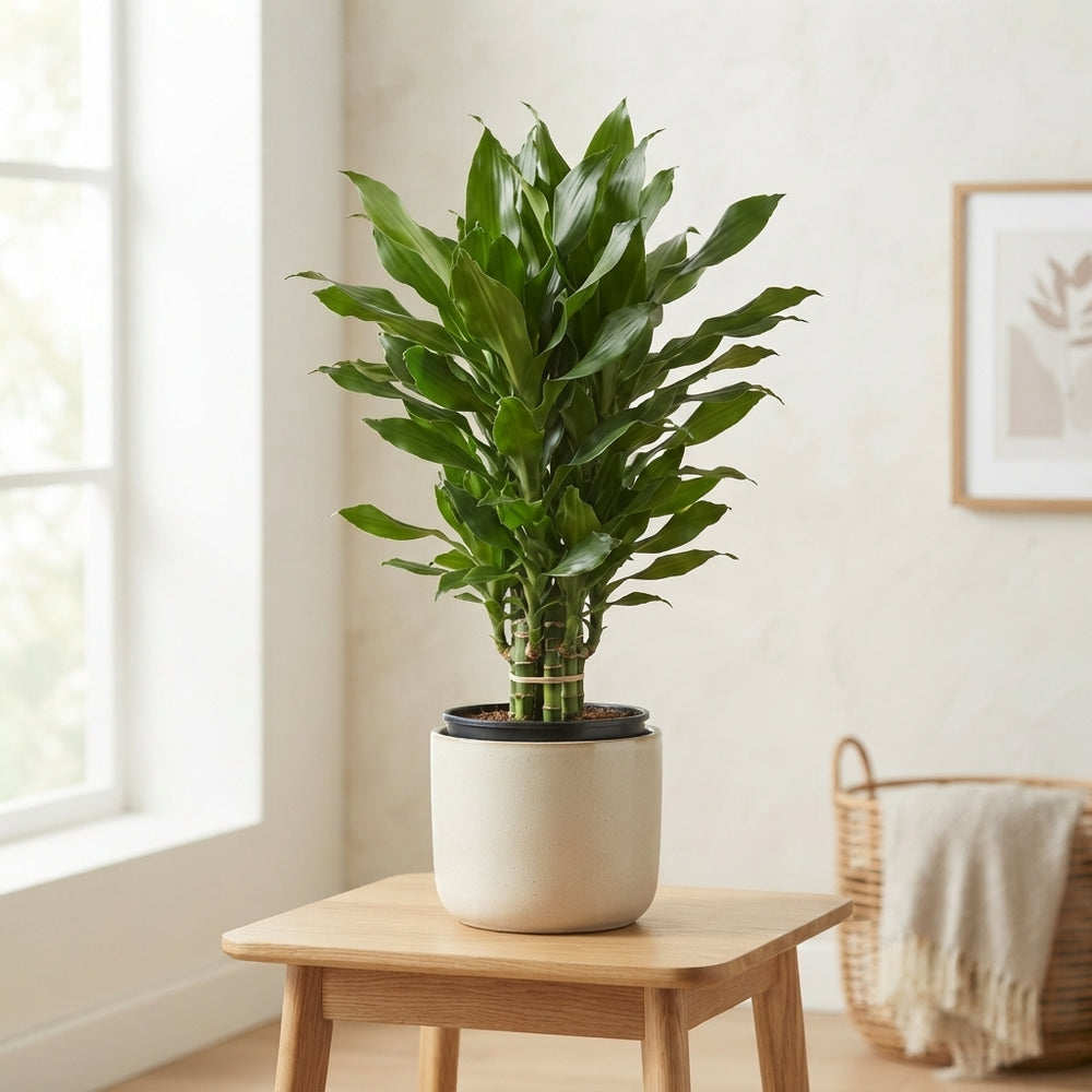 Janet Lind Corn Plant (Dracaena fragrans) – 34cm Pot