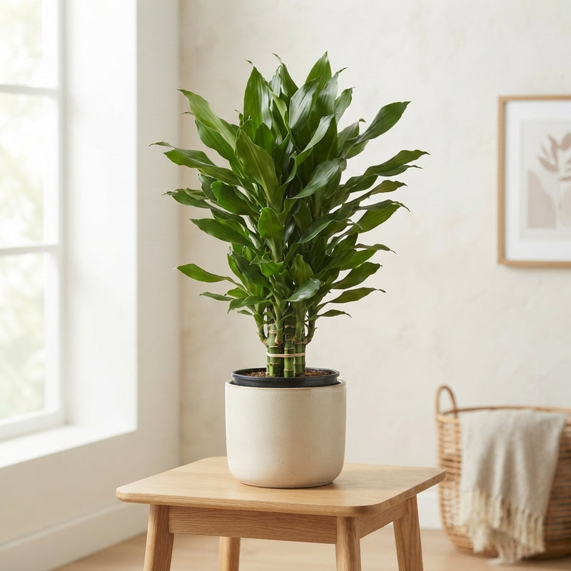 Janet Lind Corn Plant (Dracaena fragrans) – 34cm Pot