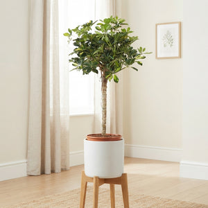 Gold Capella Dwarf Umbrella Tree (Schefflera arboricola) – 30cm Pot