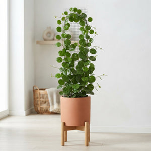 Cissus rotundifolia on Moss Pole – 24cm Pot