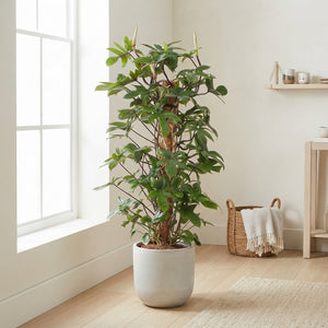Philodendron pedatum – 27cm Pot, Approx. 120cm Tall