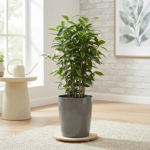 Dracaena surculosa ‘Santorini’ – 33cm Pot, 140cm High