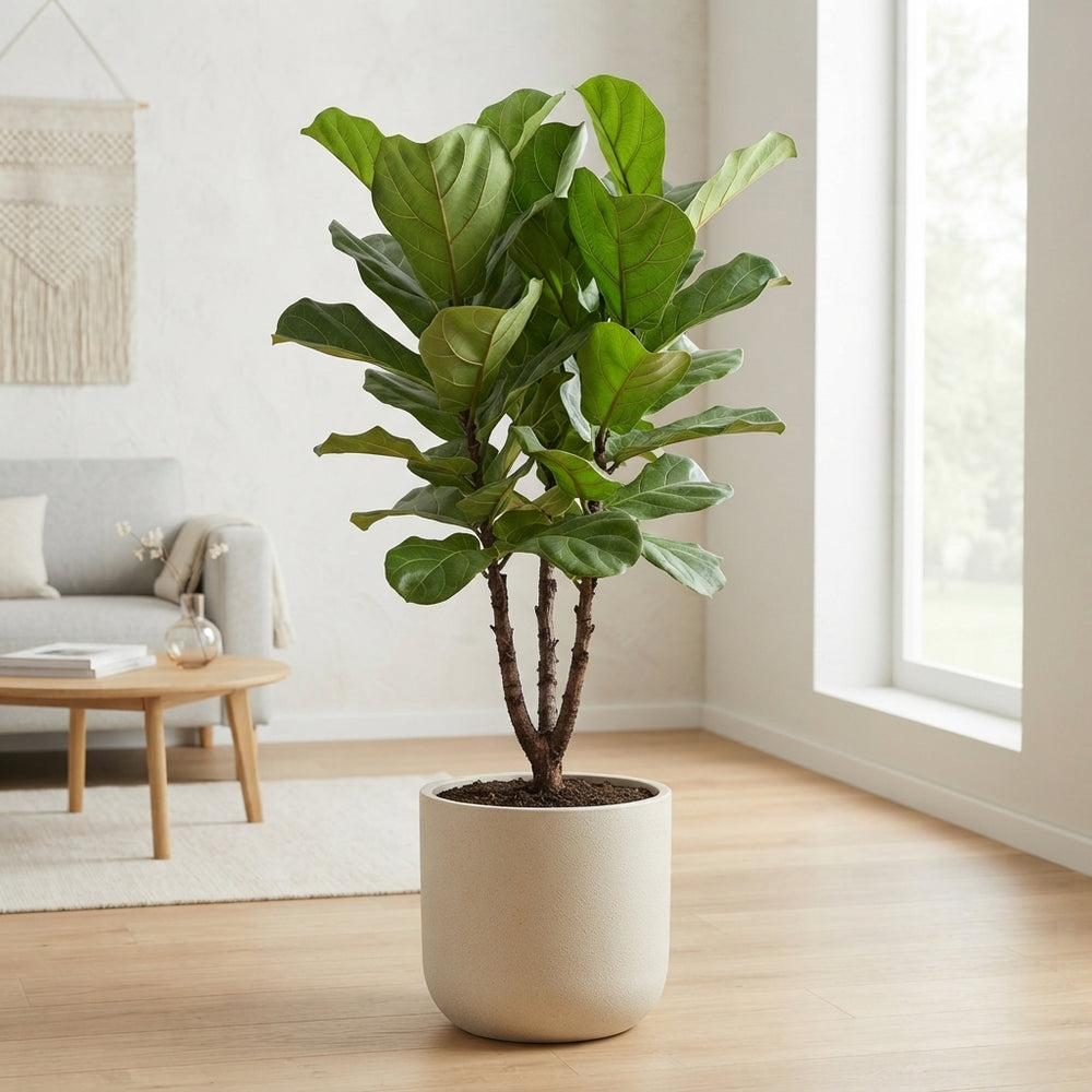 Fiddle Leaf Fig (Ficus lyrata) – 30cm Pot, 140cm Tall