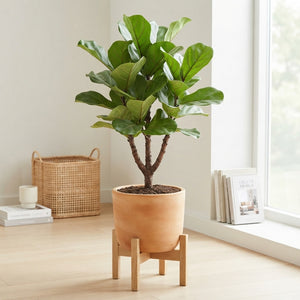 Branched Fiddle Leaf Fig (Ficus lyrata) – 27cm Pot