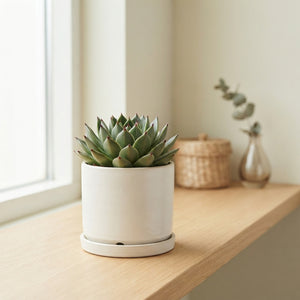 Echeveria Agavoides Succulent – 8.5cm Pot