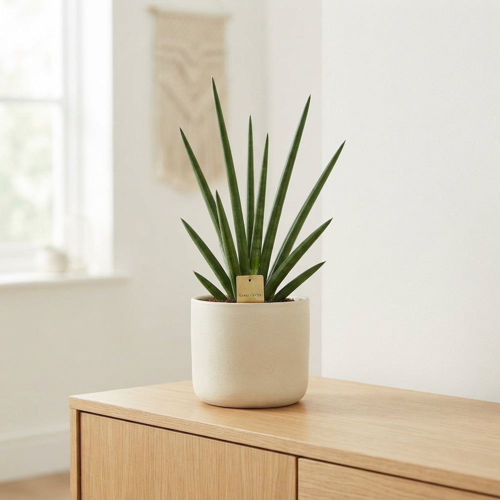 Cylindrical Snake Plant (Sansevieria cylindrica) – 19cm Pot
