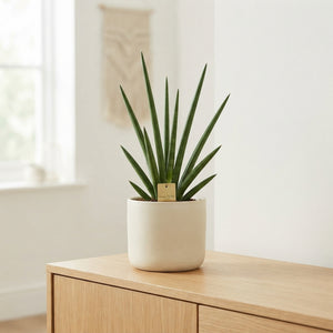 Cylindrical Snake Plant (Sansevieria cylindrica) – 19cm Pot