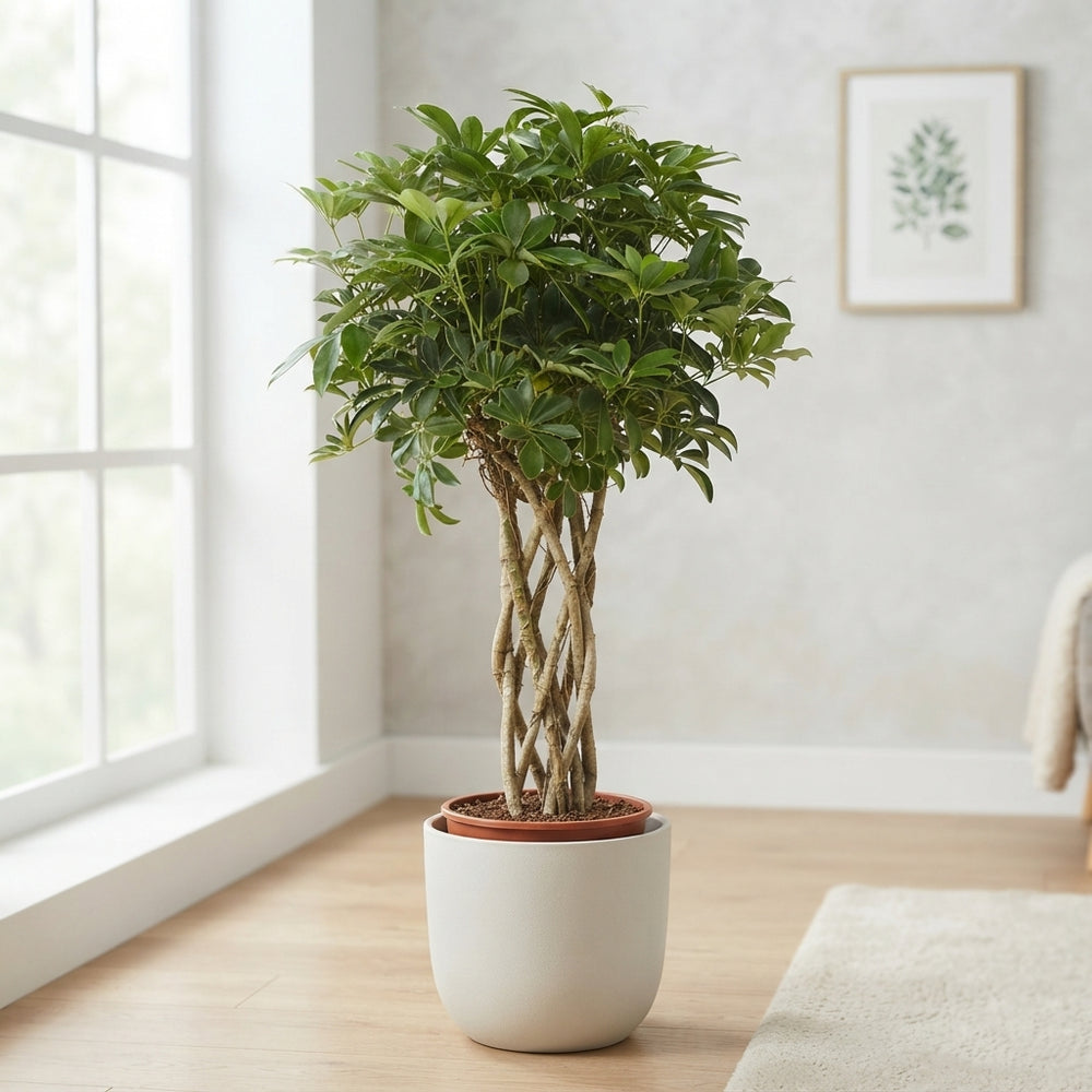 Braided Dwarf Umbrella Tree (Schefflera arboricola) – 27cm Pot