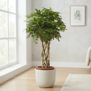 Braided Dwarf Umbrella Tree (Schefflera arboricola) – 27cm Pot