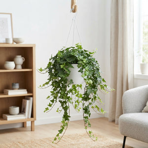 Trailing English Ivy (Hedera helix) – 24cm Pot