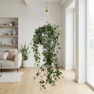 Trailing English Ivy (Hedera helix) – 24cm Pot