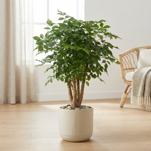 Chinese Aralia (Heteropanax chinensis) – 34cm Pot, 160cm High