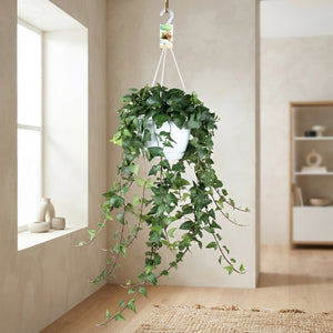 Green English Ivy (Hedera helix) – 24cm Pot
