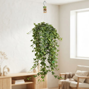 Green English Ivy (Hedera helix) – 24cm Pot