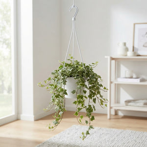 White Wonder Ivy (Hedera helix) – 24cm Pot