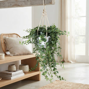 Green English Ivy (Hedera helix) – 24cm Pot