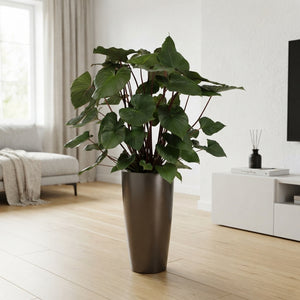 Homalomena ‘Ru Maggy’ Houseplant – 33cm White Santorini Pot, 170cm
