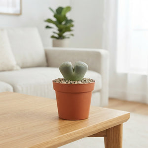Mixed Lithops Living Stones – 5.5cm Pot