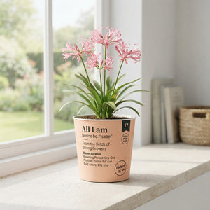 Nerine 'Isabel' Flower Bulb