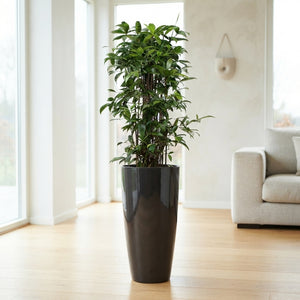 Dracaena surculosa Green Houseplant – 33cm Pot, 140cm High