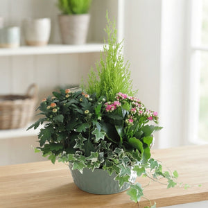 Ornamental Zinc Pot Arrangement – 25cm Pot, Approx. 60cm High