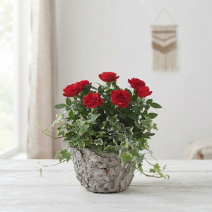 Round Wicker Plant Arrangement – 25cm Pot