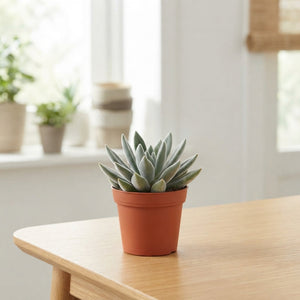 Mixed Sempervivum Houseleek – 5.5cm Pot