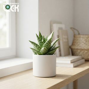 Mixed Aloe or Haworthia Succulent – 10.5cm Pot