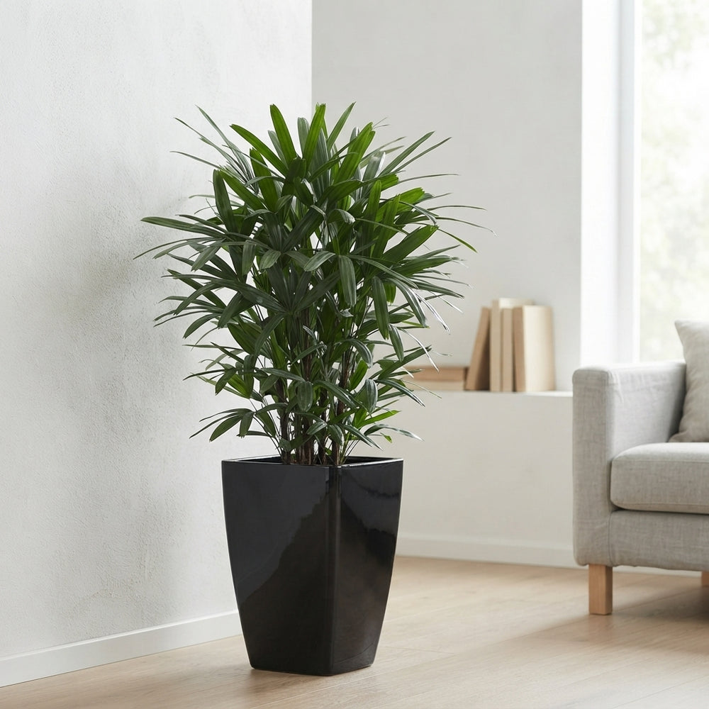 Lady Palm (Rhapis excelsa) – 29cm Pot, 120cm High