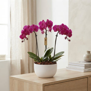 Crown Carnaval Phalaenopsis Orchid Arrangement – 26cm Black Ceramic Pot