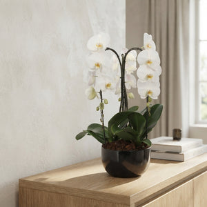 White Phalaenopsis Orchid Arrangement – 26cm Black Ceramic Pot
