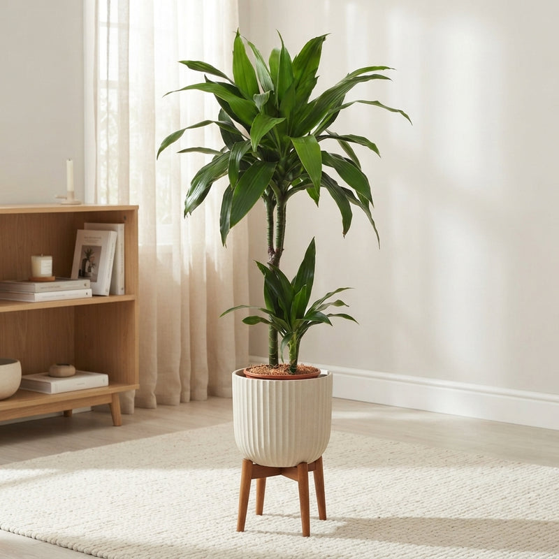 Dracaena Janet Craig (Dracaena fragrans) – 19cm Pot