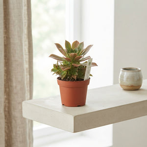 Green Aeonium Succulent – 8.5cm Pot
